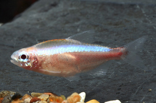 picture of Gold Cardinal Tetra Shw                                                                              Paracheirodon axelrodi 'Gold'