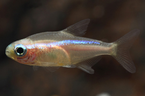 picture of Gold Neon Tetra Florida Reg                                                                          Paracheirodon innesi 'Gold'