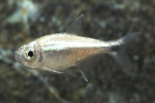 picture of Gold Tetra Reg                                                                                       Hemigrammus rodwayi