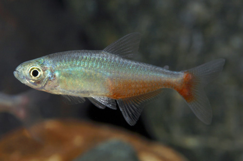 picture of Green Fire Tetra Reg                                                                                 Aphyocharax rathbuni