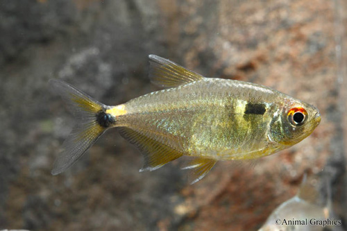 picture of Head & Tail Lite Tetra Reg                                                                           Hemigrammus ocellifer