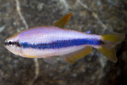 picture of King Tetra Reg                                                                                       Inpaichthys kerri