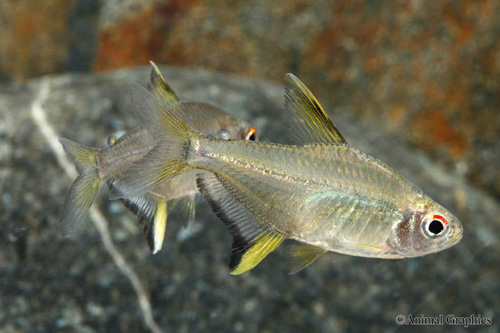 picture of Lemon Tetra Sml                                                                                      Hyphessobrycon pulchripinnis