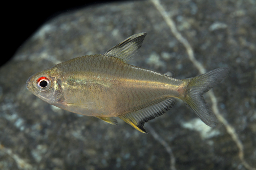 picture of Lemon Tetra Lrg                                                                                      Hyphessobrycon pulchripinnis