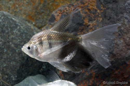 picture of Longfin Black Skirt Tetra Reg                                                                        Gymnocorymbus ternetzi