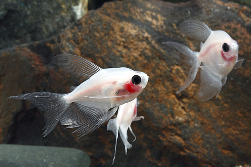 picture of Blushing Longfin White Skirt Tetra Reg                                                               Gymnocorymbus ternetzi 'Albino Blushing Longfin'