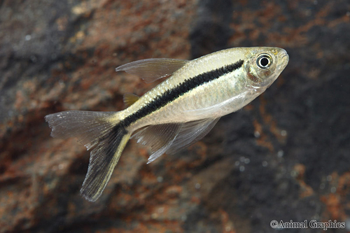 picture of Longfin Penguin Tetra Reg                                                                            Thayeria boehlkei 'Longfin'