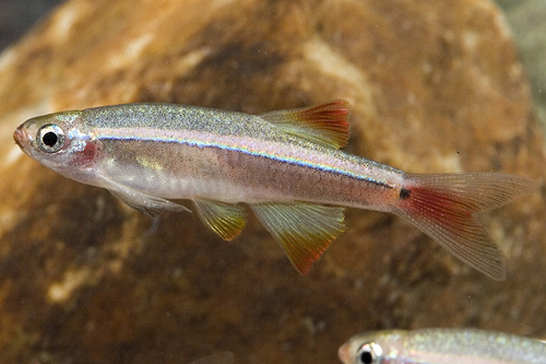 picture of Longfin White Cloud Florida Lrg                                                                      Tanichthys albonubes 'Veilfin'