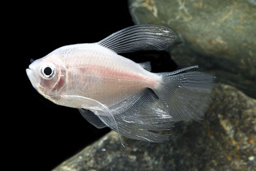 picture of Longfin White Skirt Tetra Lrg                                                                        Gymnocorymbus ternetzi 'Albino'