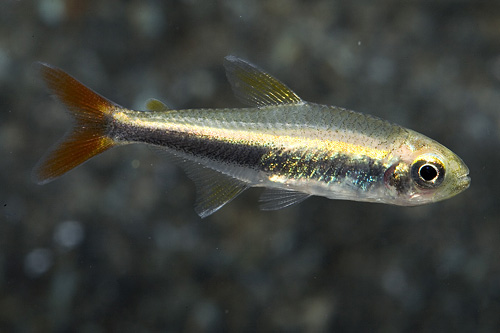 picture of Loretto Tetra Reg                                                                                    Hyphessobrycon loretoensis