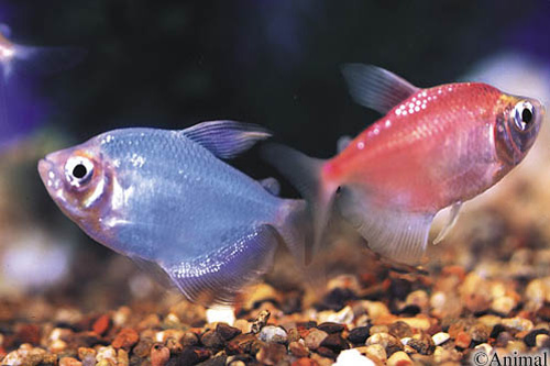 picture of Assorted Fruit Tetra Sml                                                                             Gymnocorymbus ternetzi 'Albino'