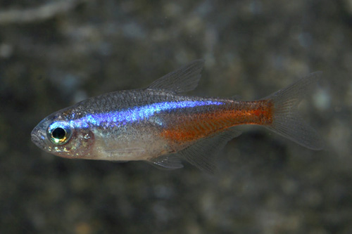 picture of Neon Tetra Florida Reg                                                                               Paracheirodon innesi