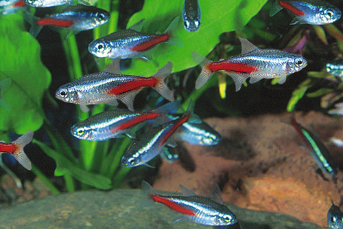 picture of Neon Tetra Florida Shw                                                                               Paracheirodon innesi