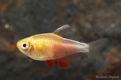 picture of Orange Von Rio Tetra Florida Reg                                                                     Hyphessobrycon flammeus 'Orange'