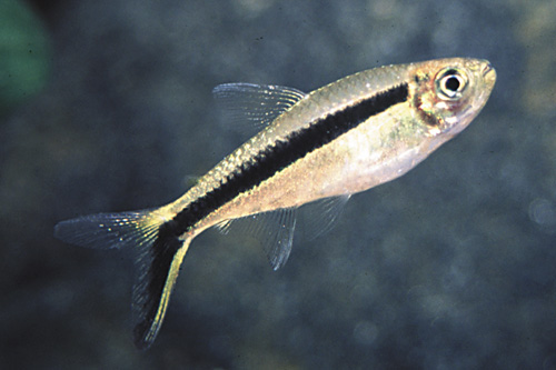 picture of Penguin Tetra Reg                                                                                    Thayeria boehlkei