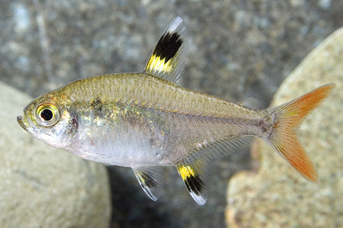 picture of Pristella Maxillaris Tetra Reg                                                                       Pristella maxillaris