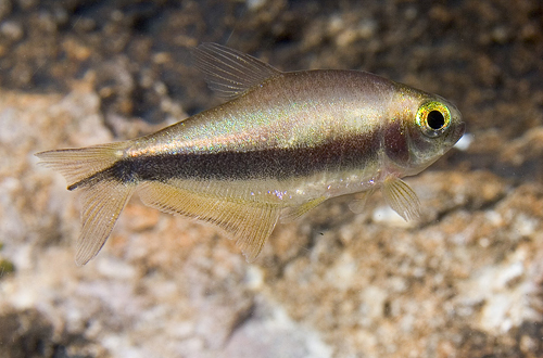 picture of Rainbow Emperor Tetra Reg                                                                            Nematobrycon lacortei