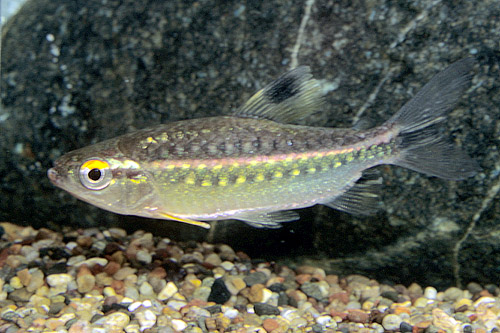 picture of Red Eye Tetra Lrg                                                                                    Moenkhausia sanctaefilomenae