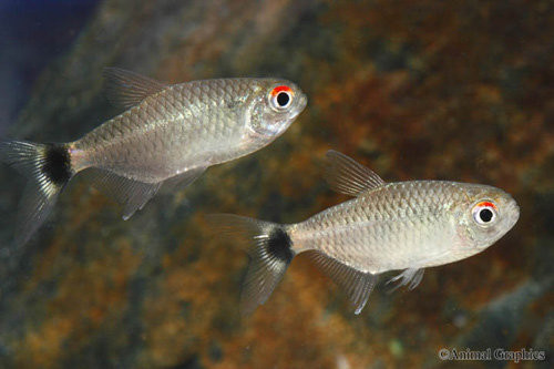 picture of Red Eye Tetra Shw                                                                                    Moenkhausia sanctaefilomenae