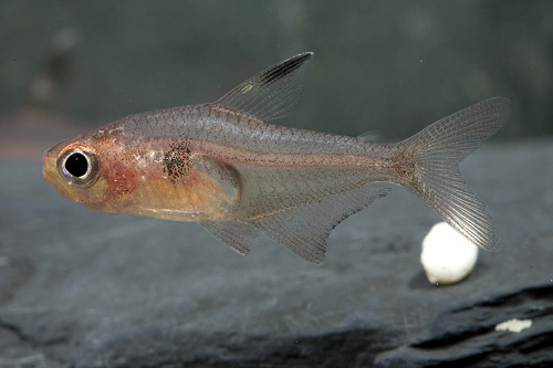 picture of Red Phantom Tetra Sml                                                                                Hyphessobrycon sweglesi