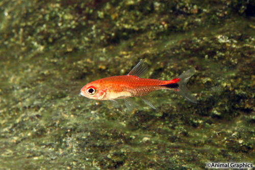 picture of Ruby Tetra Reg                                                                                       Axelrodia riesei