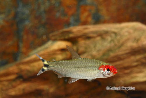 picture of Rummynose Tetra Sml                                                                                  Hemigrammus rhodostomus