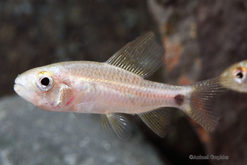 picture of Sailfin Tetra Reg                                                                                    Crenuchus spilurus