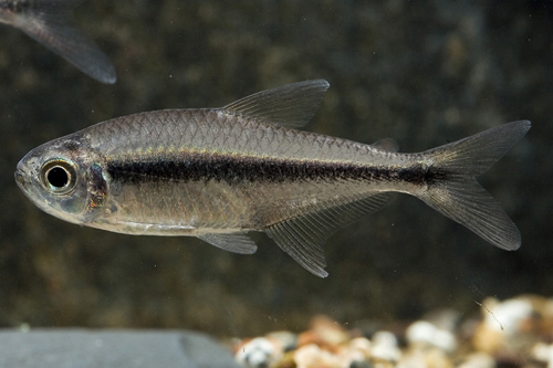 picture of Savannah Tetra Reg                                                                                   Hyphessobrycon stegemanni