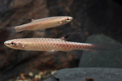 picture of Splash Tetra Reg                                                                                     Copella arnoldi