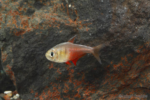 picture of Von Rio Flame Tetra Sml                                                                              Hyphessobrycon flammeus