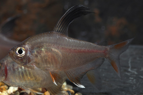 picture of White Fin Rosy Tetra Lrg                                                                             Hyphessobrycon bentosi rosaceus