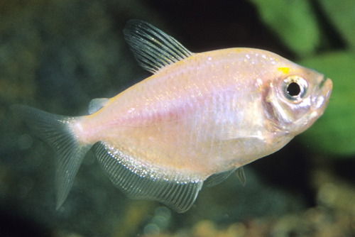 picture of White Skirt Tetra Sml                                                                                Gymnocorymbus ternetzi 'Albino'