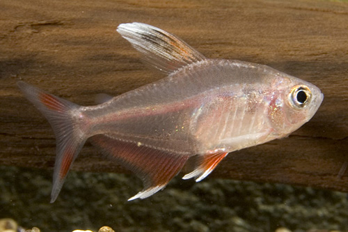 picture of Candy Cane HY511 Tetra Lrg                                                                           Hyphessobrycon ornatus 'White Fin'