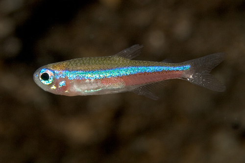 picture of Green Neon Tetra Wild Reg                                                                            Paracheirodon simulans