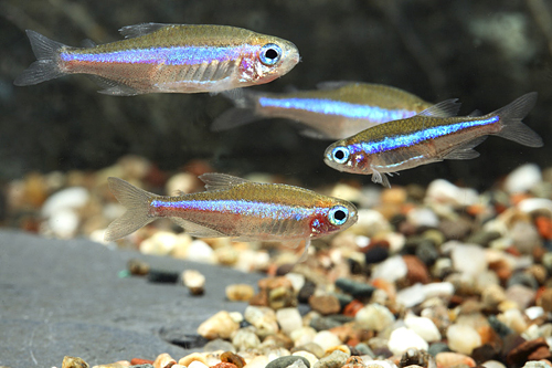 picture of Green Neon Tetra Wild Lrg                                                                            Paracheirodon simulans