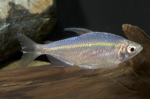 picture of Yellow Congo Tetra Reg                                                                               Hemigrammopetersius caudalis