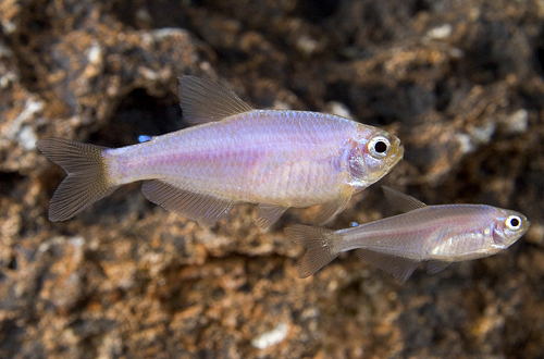 picture of Gold King Tetra Florida Reg                                                                          Inpaichthys kerri 'Gold'