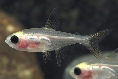 picture of Albino Blushing X-Ray Tetra Lrg                                                                      Pristella maxillaris 'Albino Blushing'