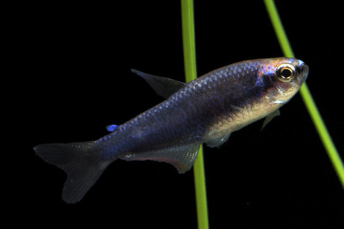 picture of Super Blue King Tetra Reg                                                                            Impaichthys keeri