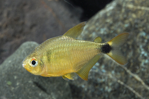 picture of Kitty Tetra Reg                                                                                      Hyphessobrycon cf. loweae