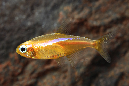 picture of 24 Karat Neon Tetra Lrg                                                                              Paracheirodon innesi '24 Karat'