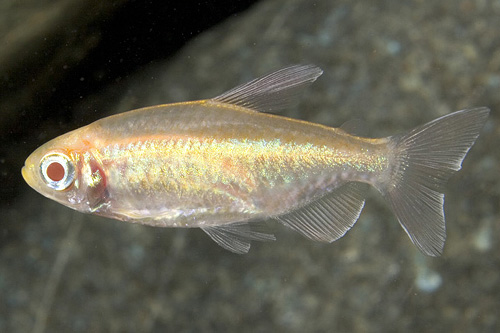 picture of Albino Congo Tetra Med                                                                               Phenacogrammus interruptus 'Albino'