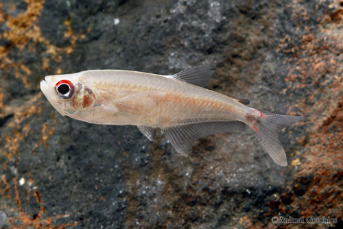 picture of Arowana Tetra Reg                                                                                    Gnathocharax steindachneri