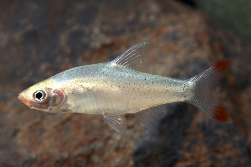 picture of Asian Rummynose Tetra Male Reg                                                                       Sawbwa resplendens