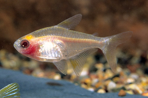 picture of Albino Blushing Pristella Tetra Reg                                                                  Pristella maxillaris 'Albino'