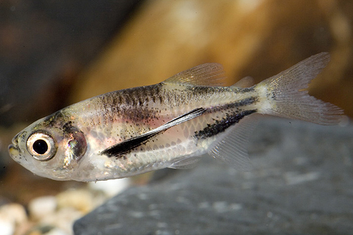 picture of Catalina Tetra Reg                                                                                   Triportheus rotundatus