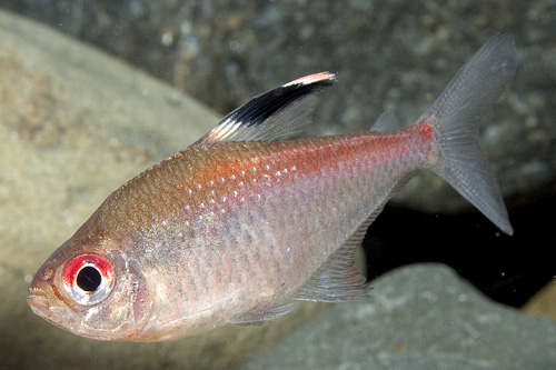 picture of Diamond Bleeding Heart Tetra Reg                                                                     Hyphessobrycon pyrrhonotus