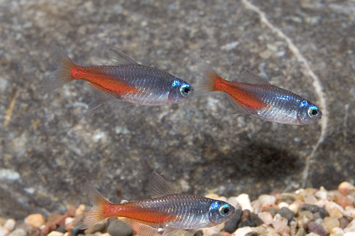 picture of Diamond Neon Tetra Lrg                                                                               Paracheirodon innesi 'Diamond'