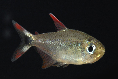 picture of Firefin Tetra Reg                                                                                    Hyphessobrycon igneus