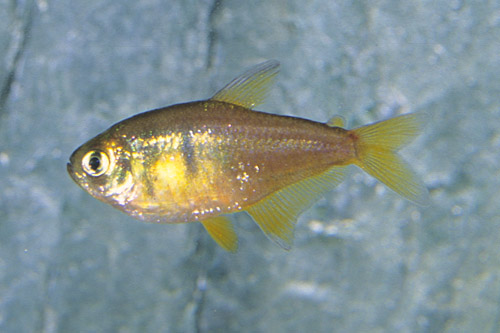 picture of Lemon Von Rio Tetra Reg                                                                              Hyphessobrycon flammeus 'Lemon'